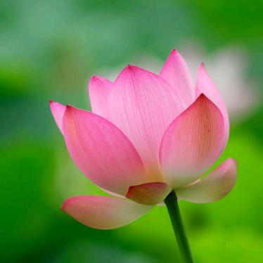 花开富贵🌺🌺
