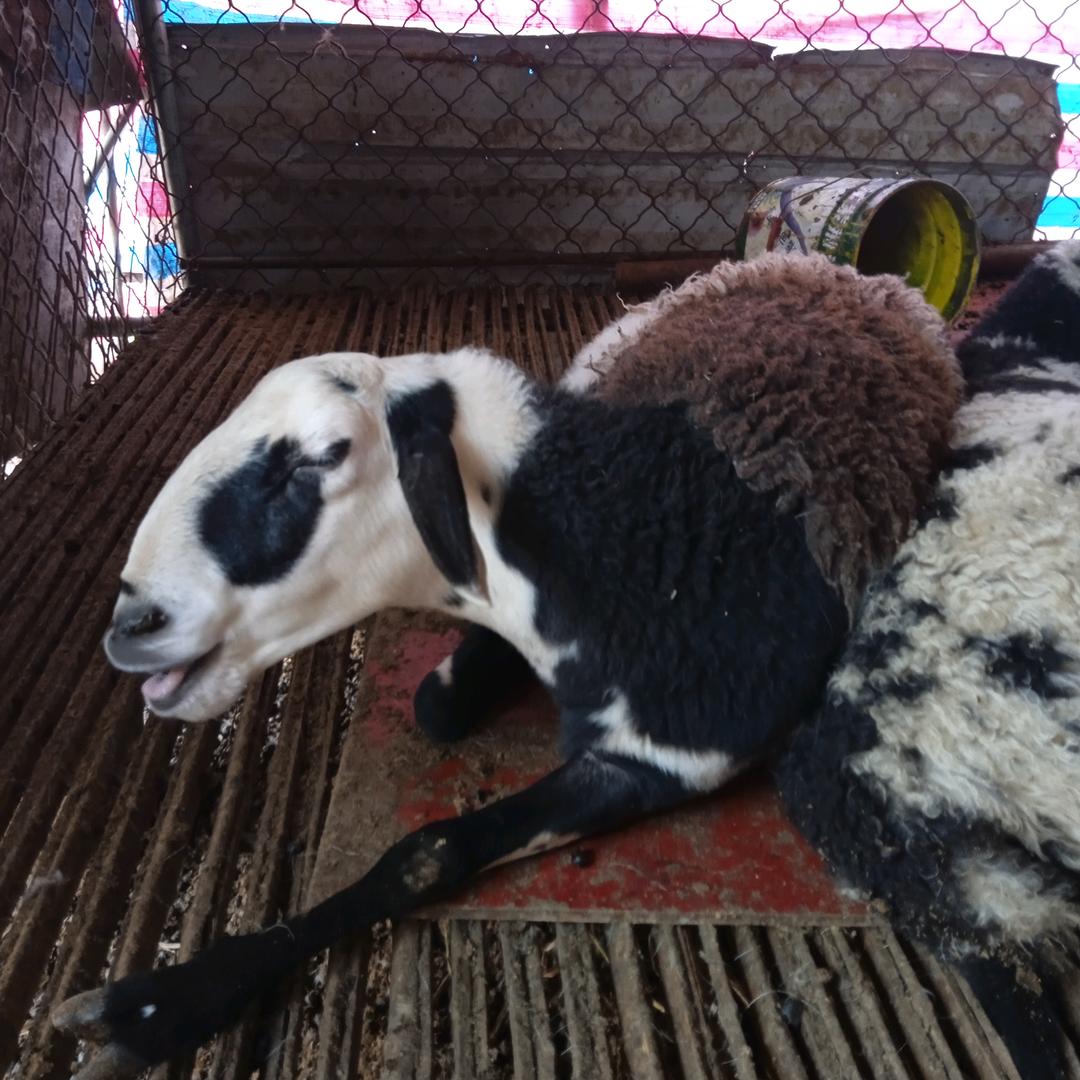养🐏的小老头