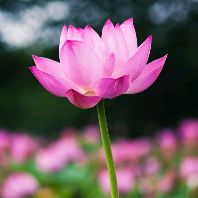 心静