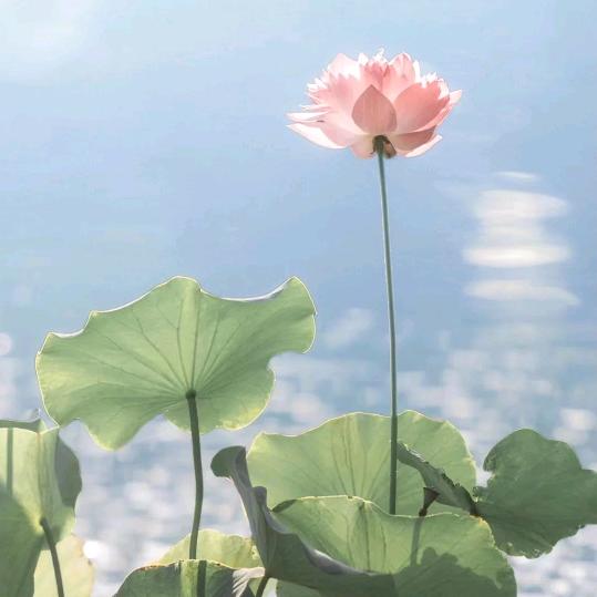 典雅壁纸