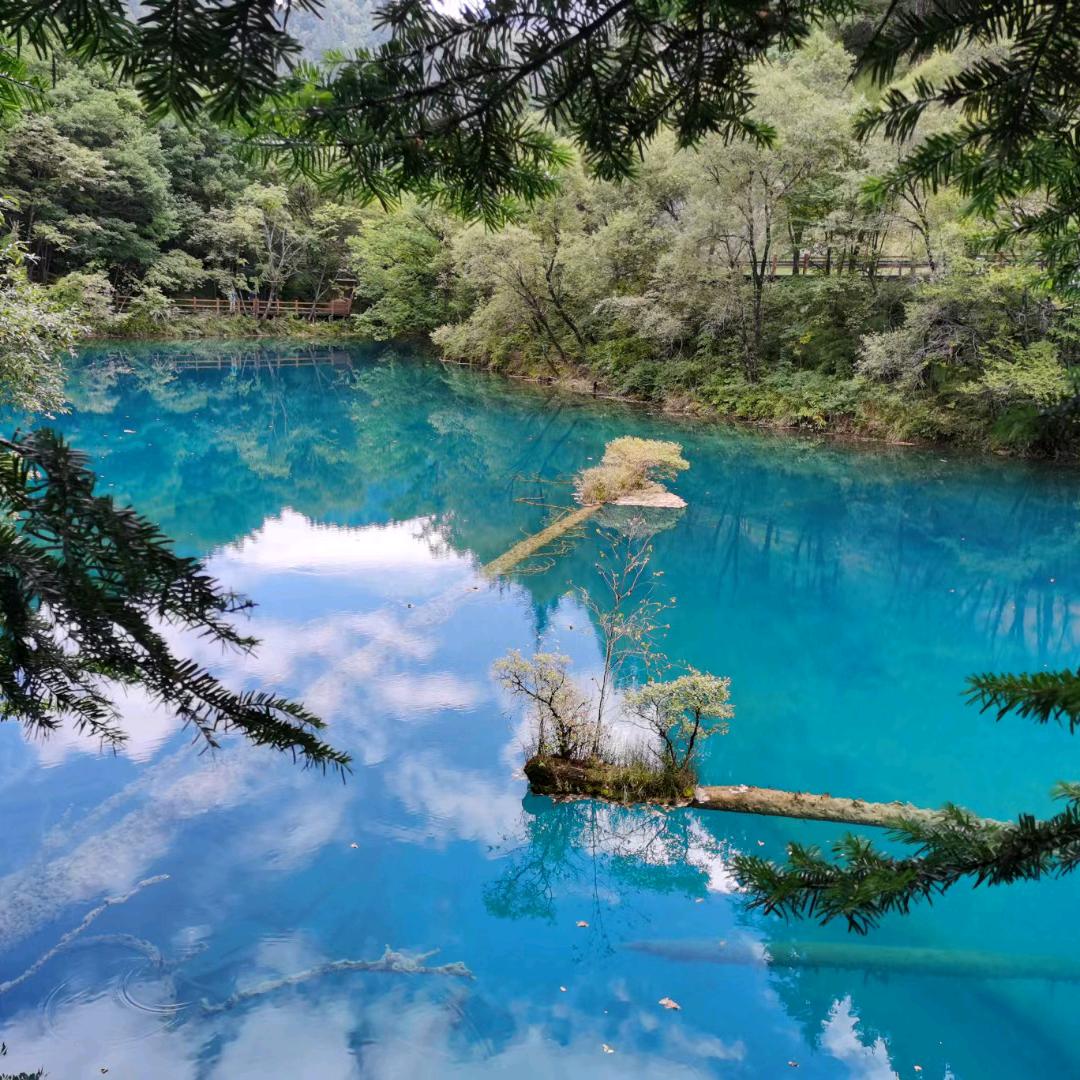 二手玫瑰