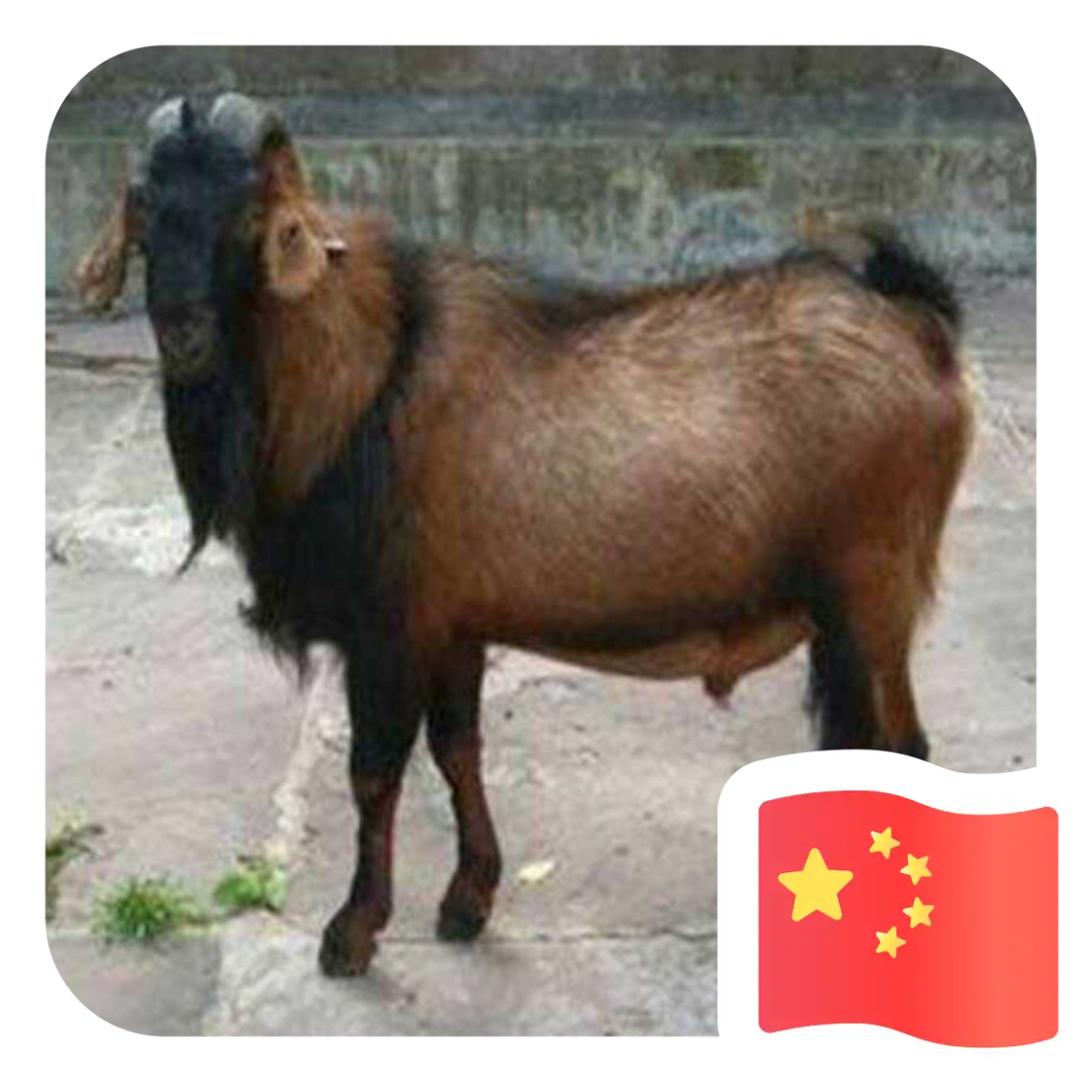 泸州鲜羊肉批发零售