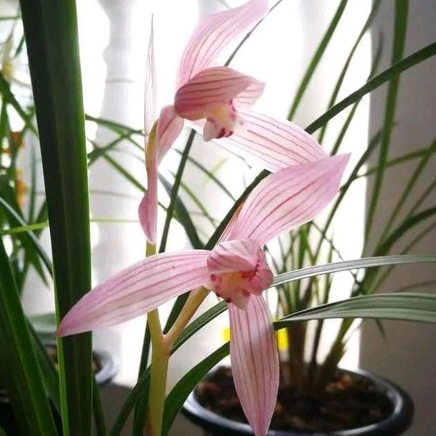 @᭄时来ઈོ运转࿐@