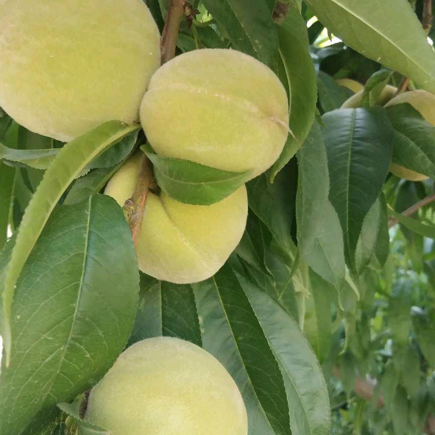 春风物语