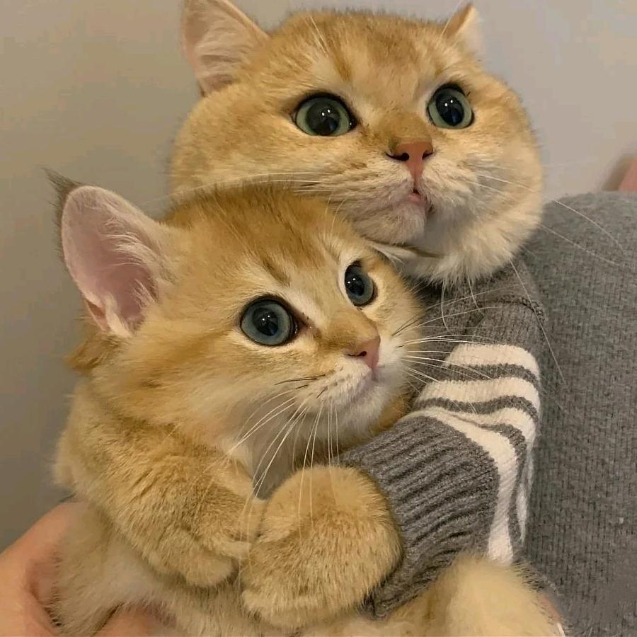 欣欣孖👾