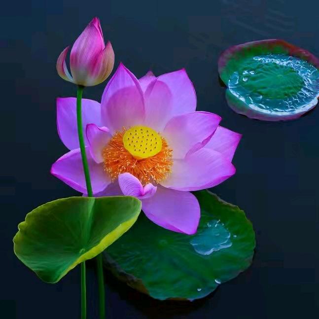 无花果