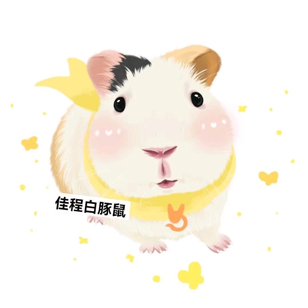 常年收购实验豚鼠