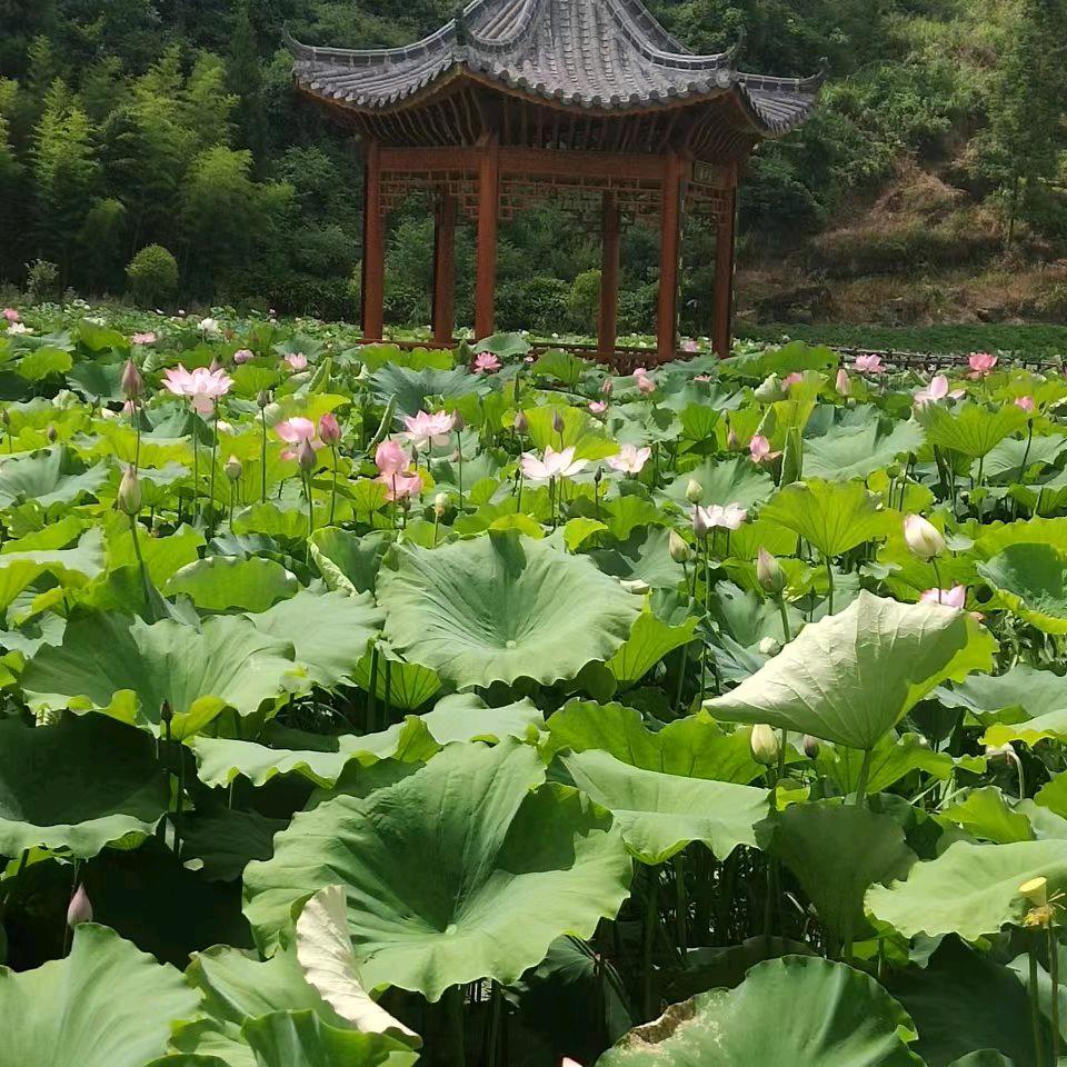 一生守护:《拒绝连赞》