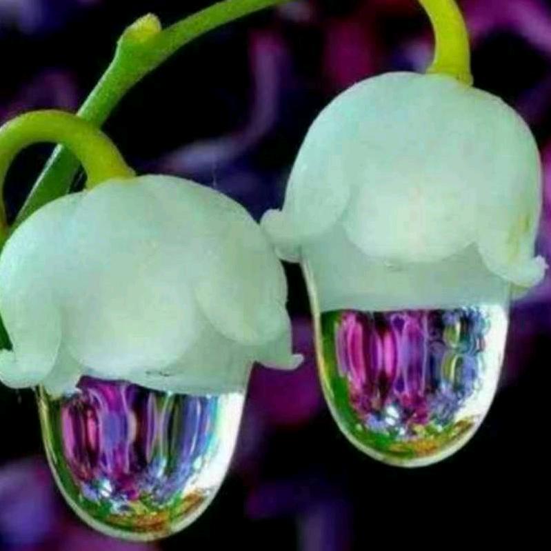 🎻盛开飘雨的那条街💯