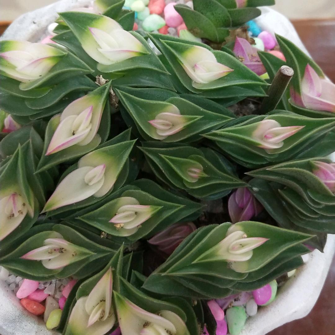 微言浅笑（独山清风园饭店）