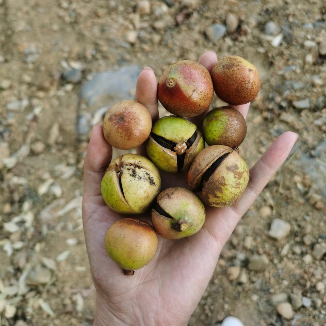 喀斯特原生态山茶油