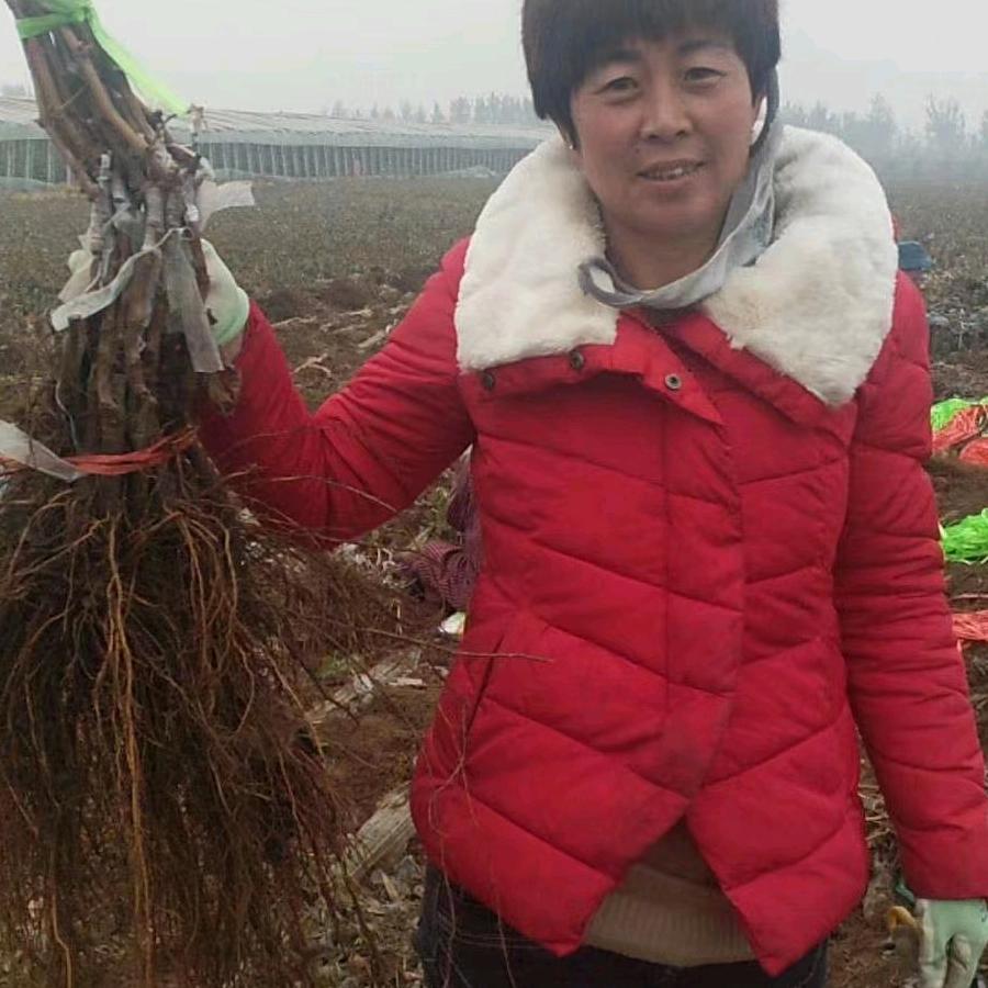 侏伎宝康果树苗木专卖店