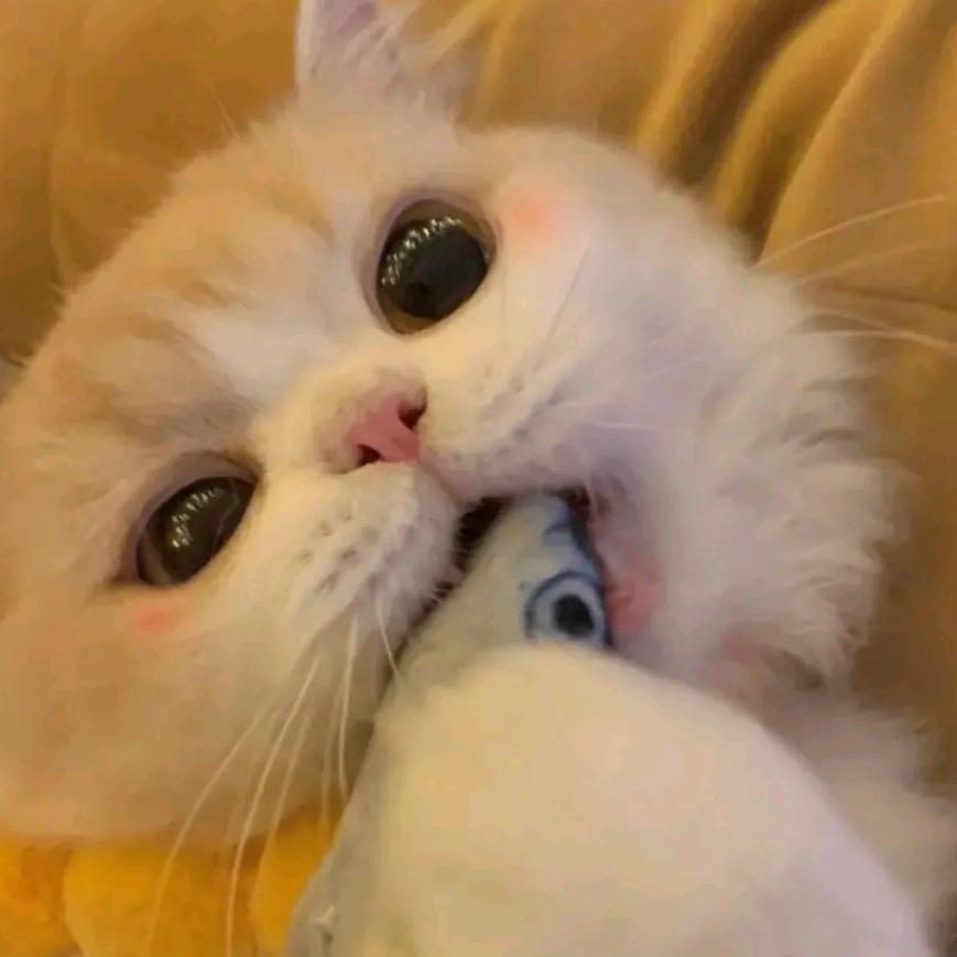 树下一只猫