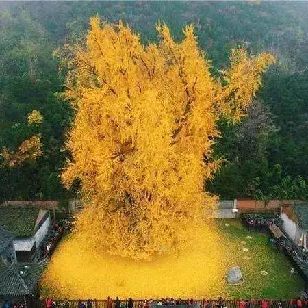 到中流击水