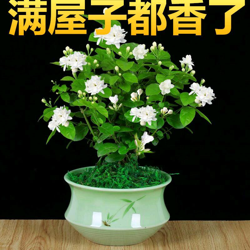 茉莉花茶