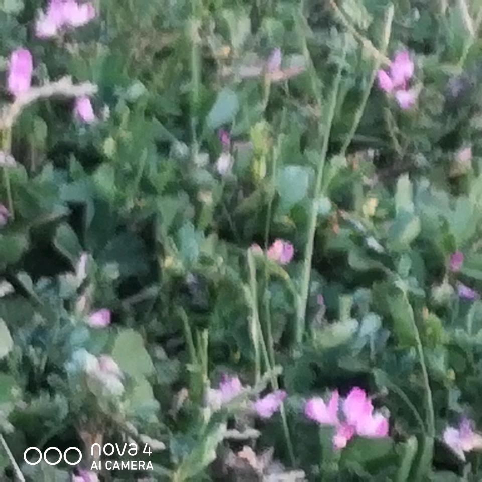 小炜