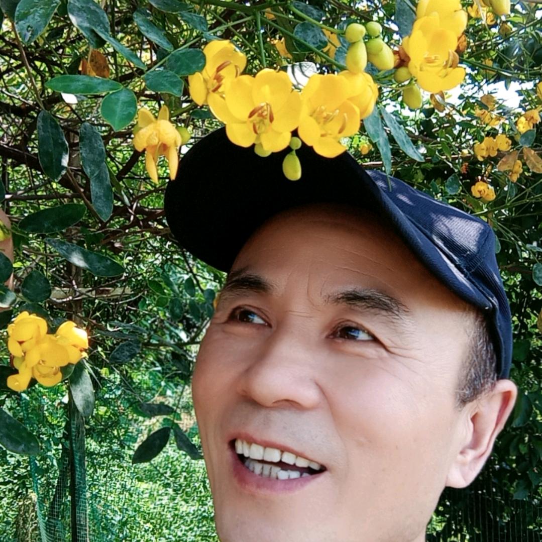 常青树