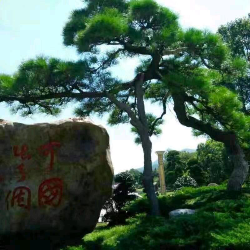 高凉净水哥青松