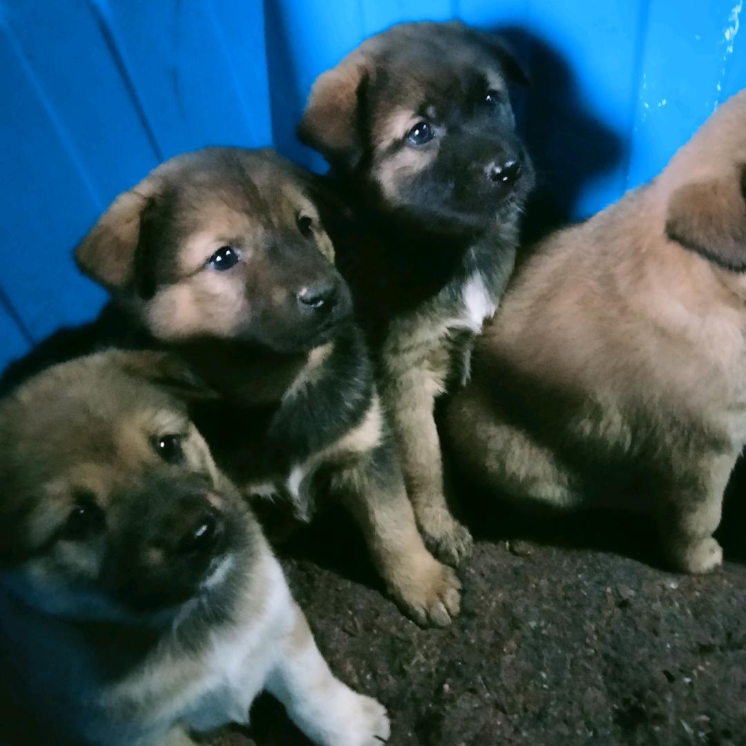 根发犬业(种狗场)