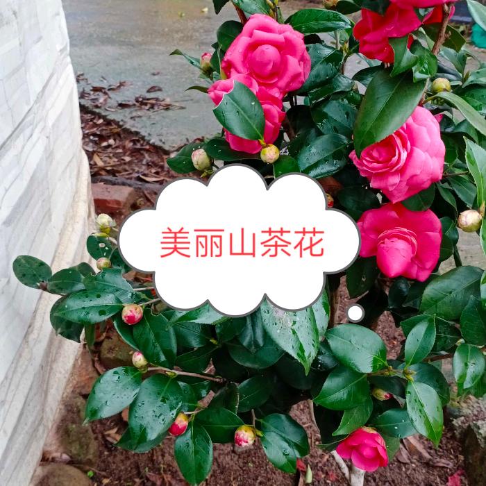 喜旺