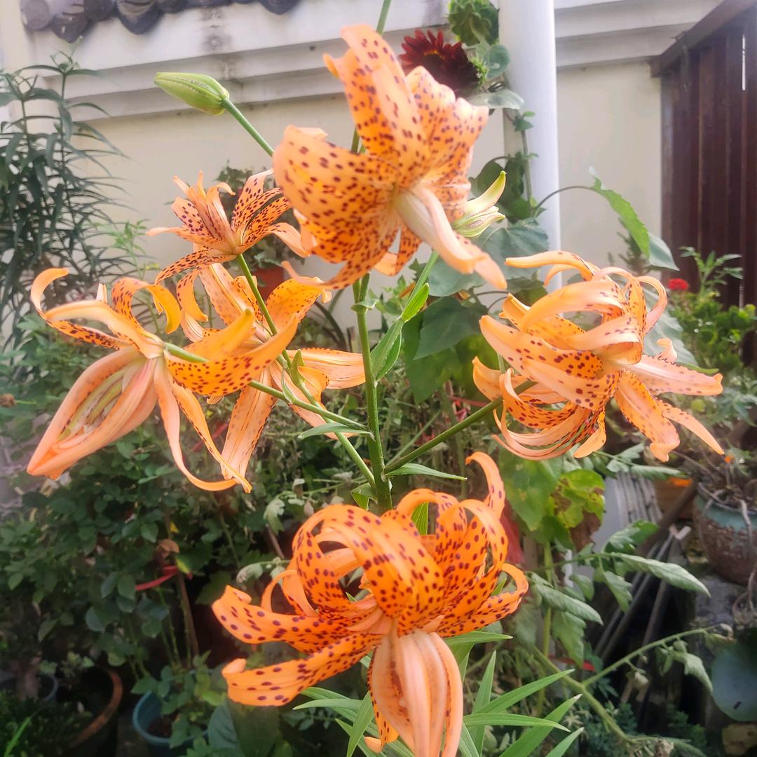 °涐是沵的专属笨蛋丶