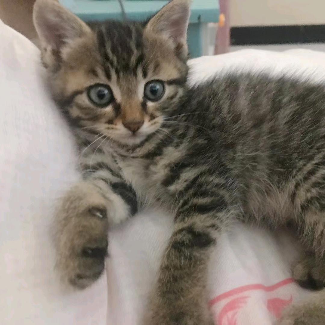 狼