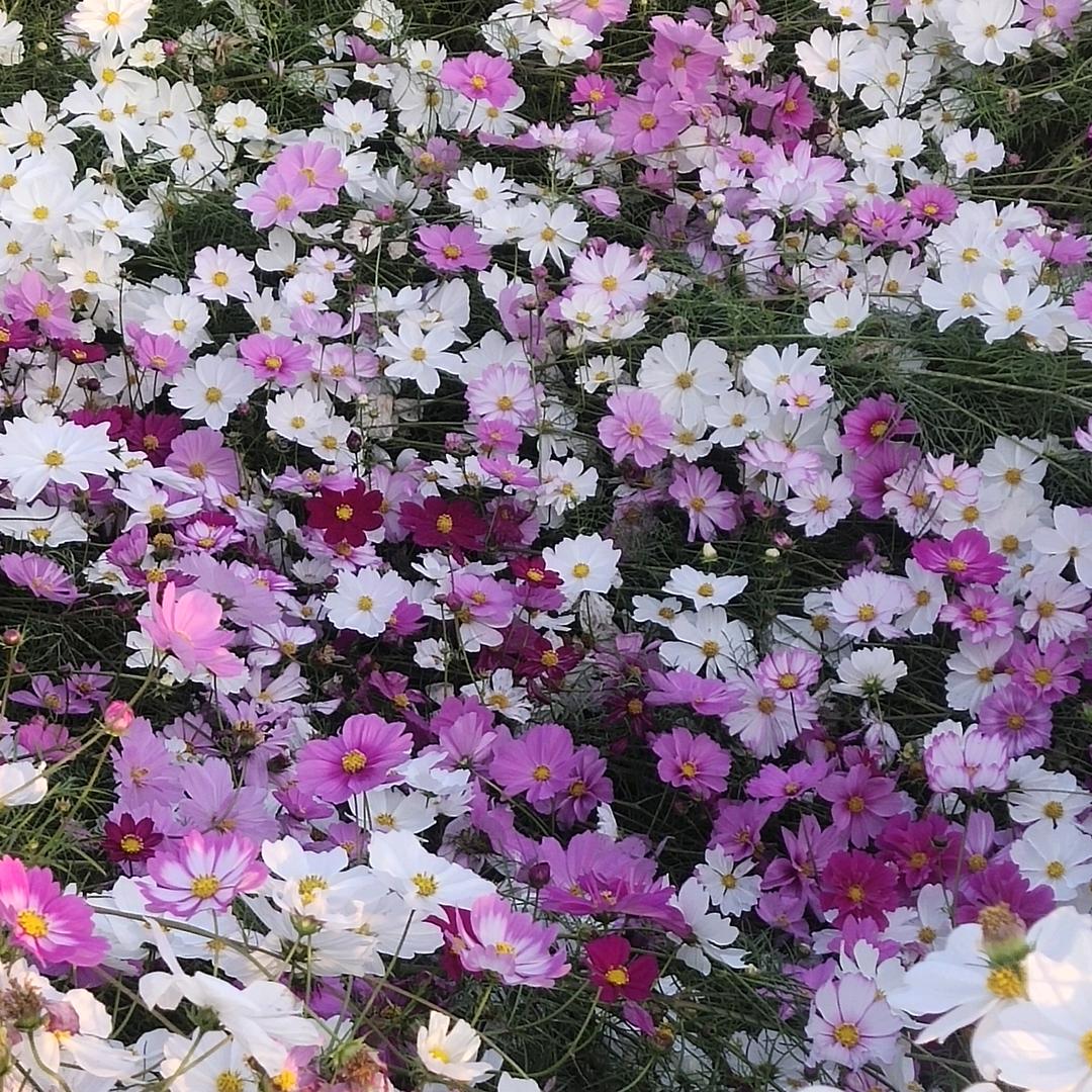 我行我素