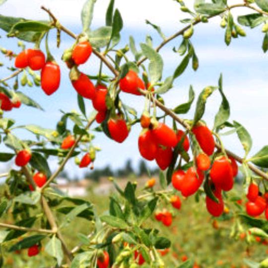 健康平安快乐！