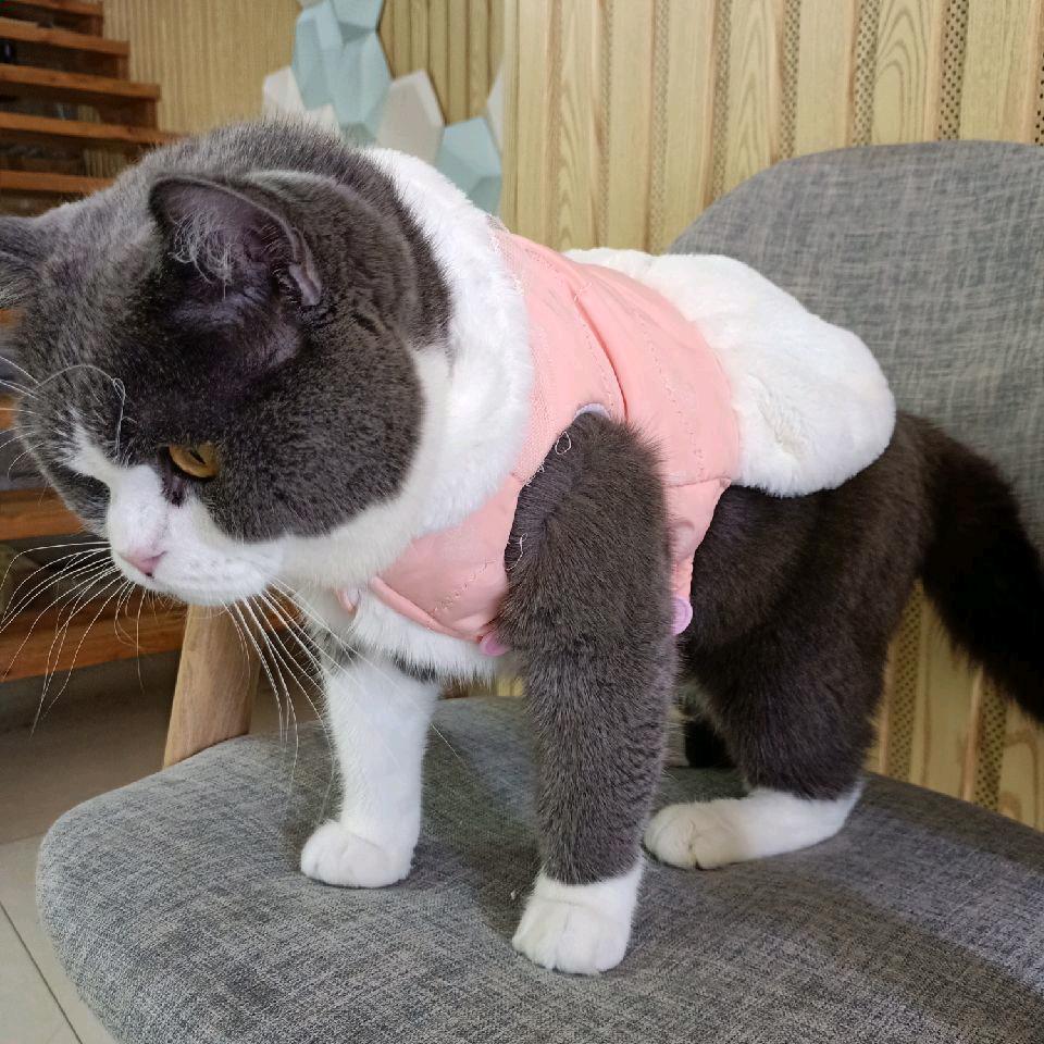 嘿(｢･ω･)｢嘿
