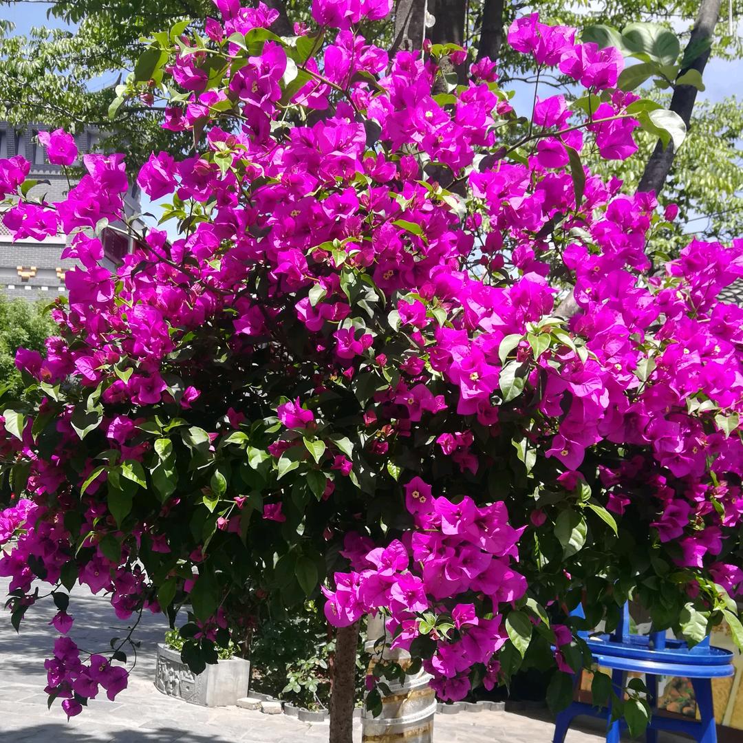 九月菊