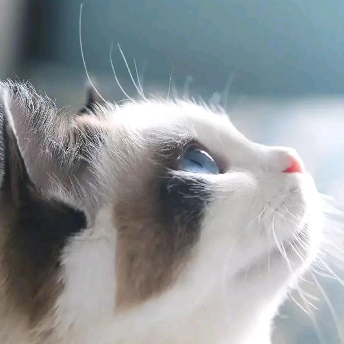 雪莉