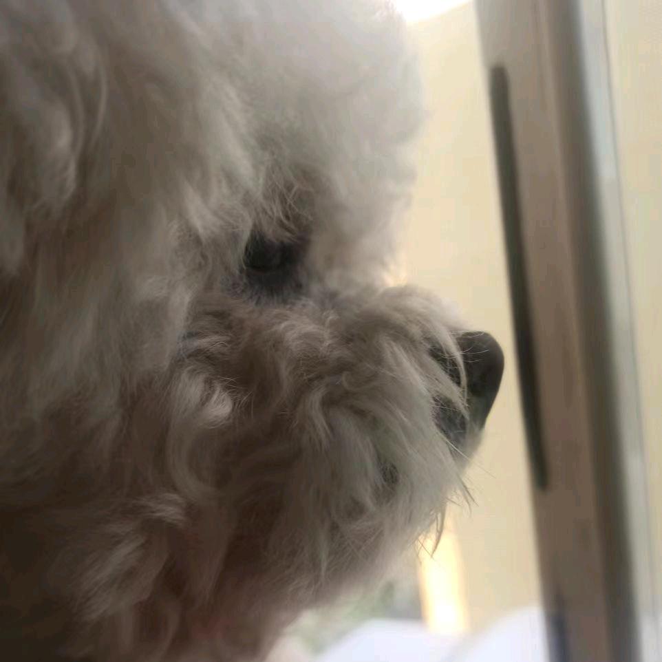 媚儿