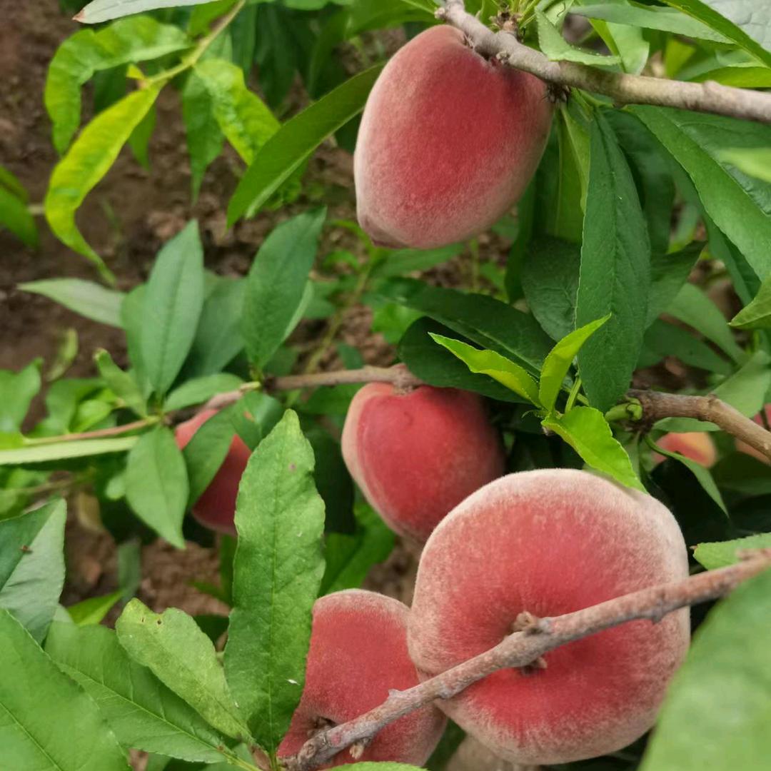 大桃水果西红柿黄瓜