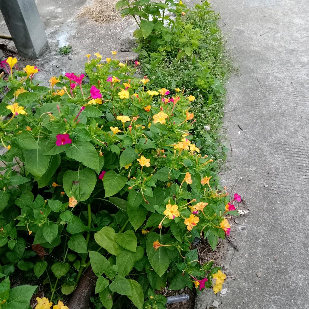 爱情