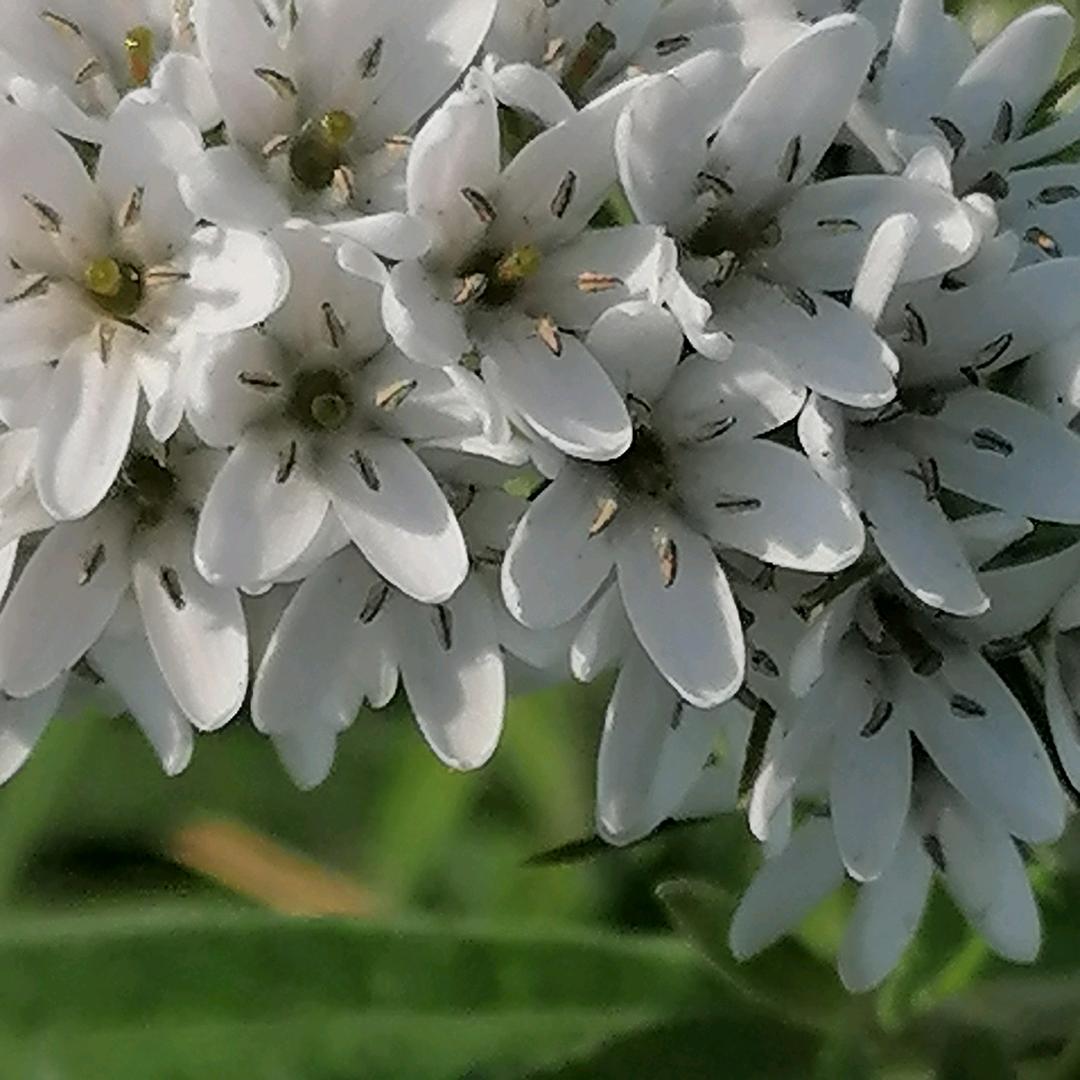 子木