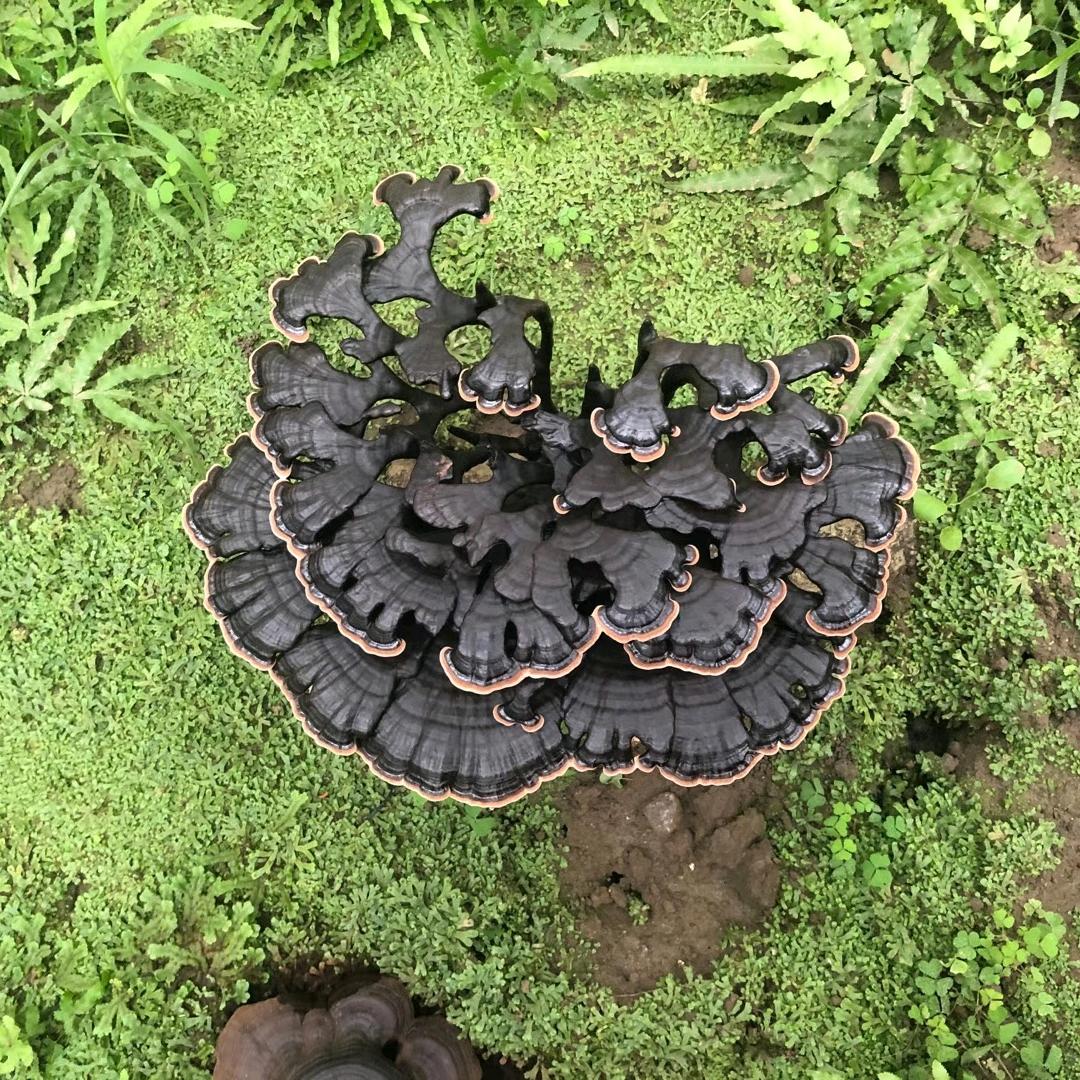 小涛