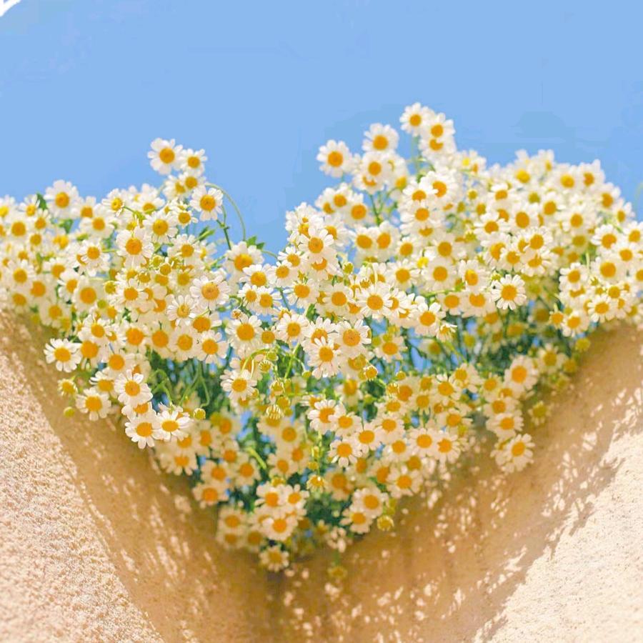 崔崔呀☀️⁵⁸⁸