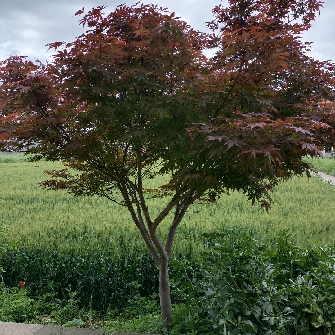 阳光的我☀️