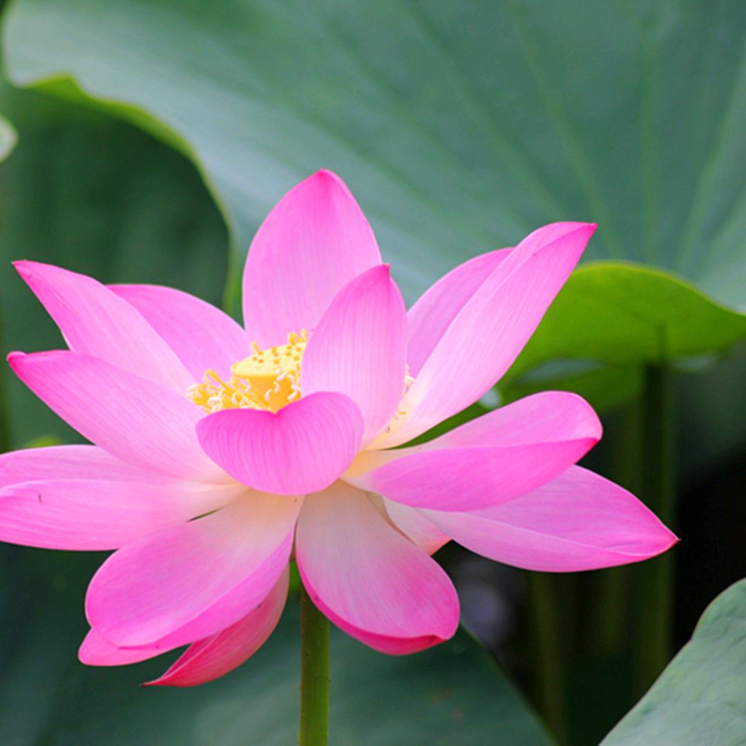 莲花次第开