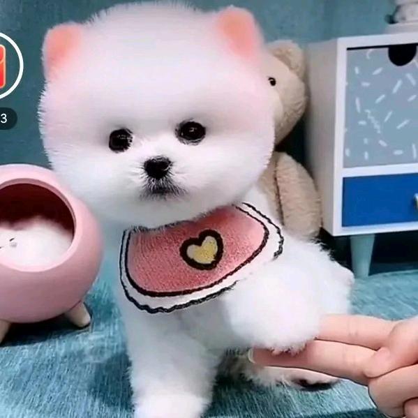 小文