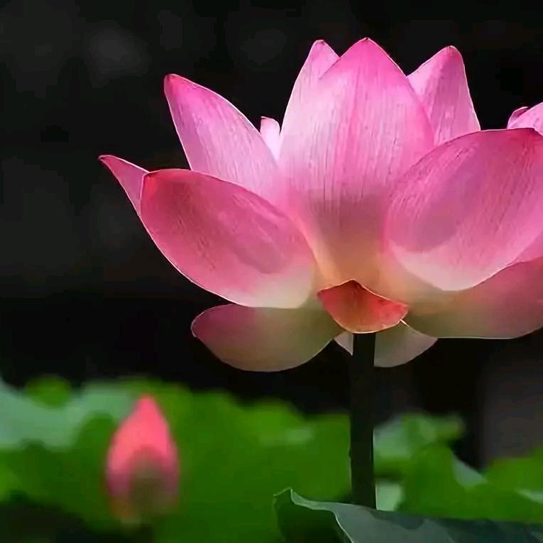 郭秀英