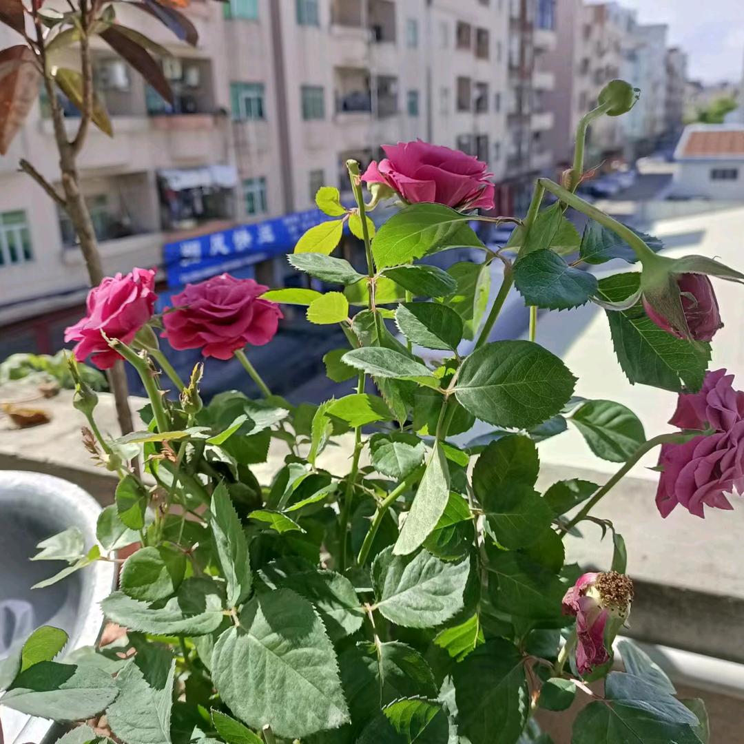 熊廷芬