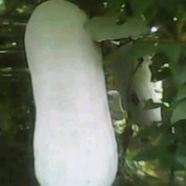 麻溪蔬菜张明亮