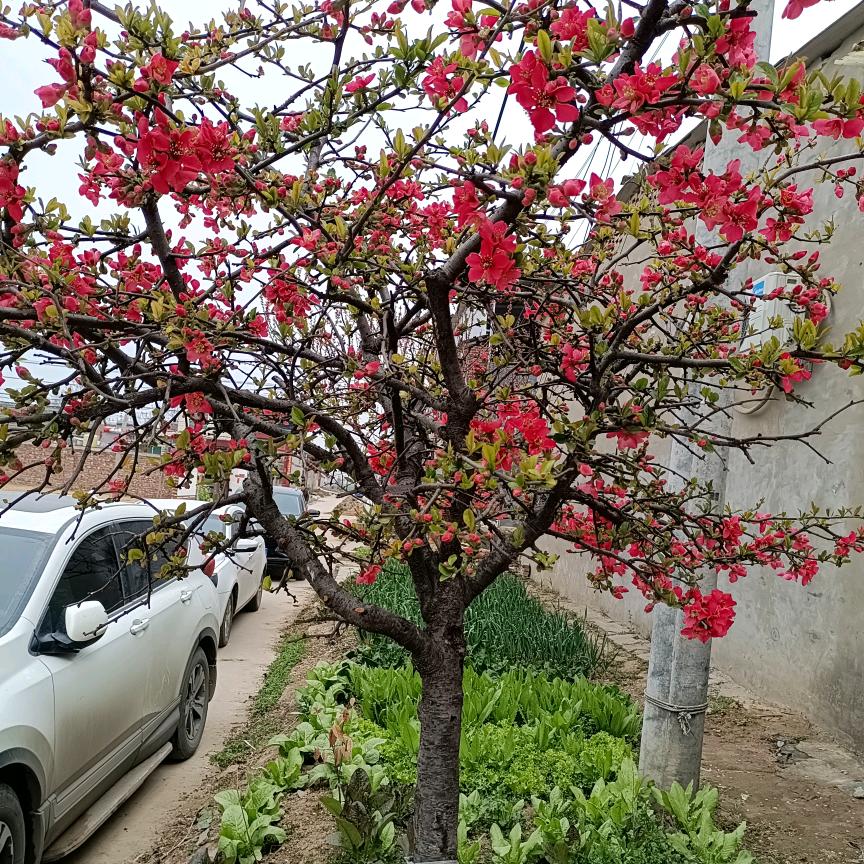 一生又李