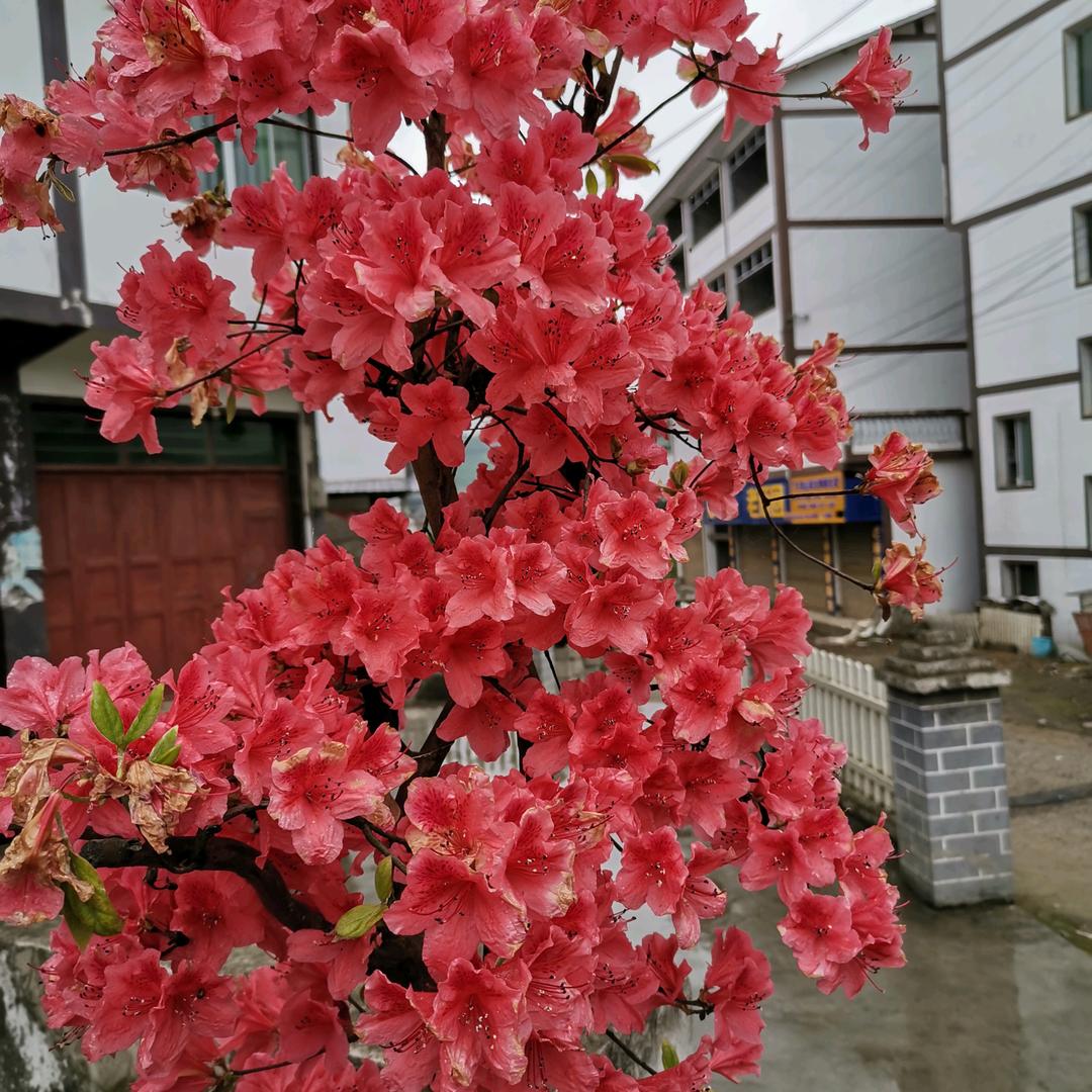 贾本霞(拒绝合拍)