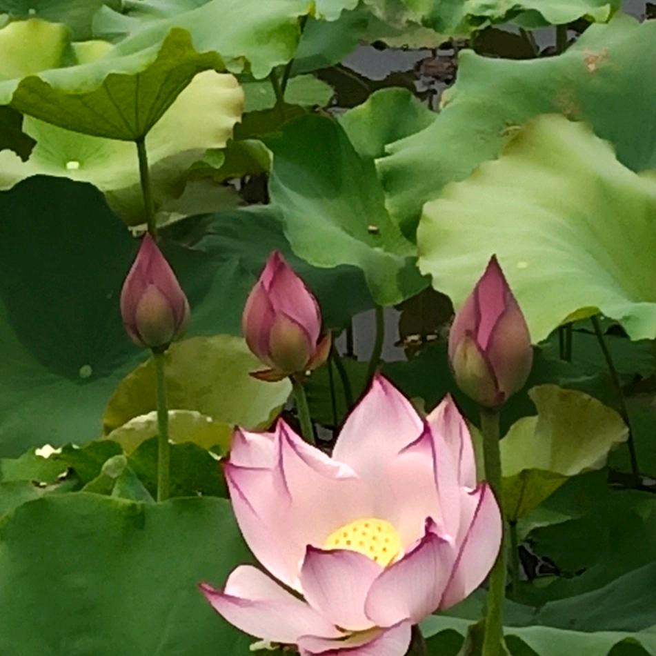 立秋
