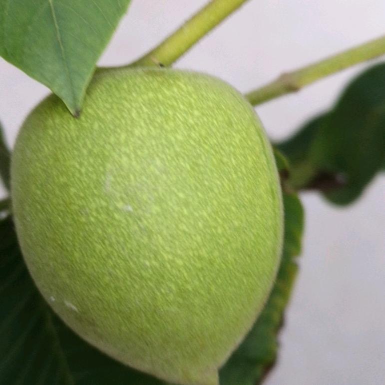 焦现伟
