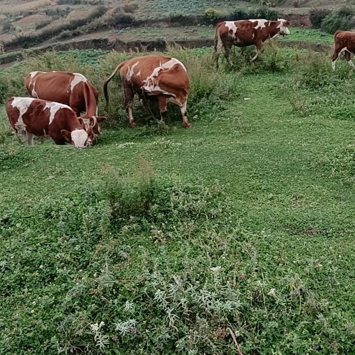 威宁自种农产品