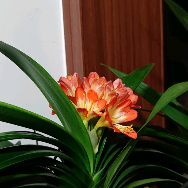 悦听
