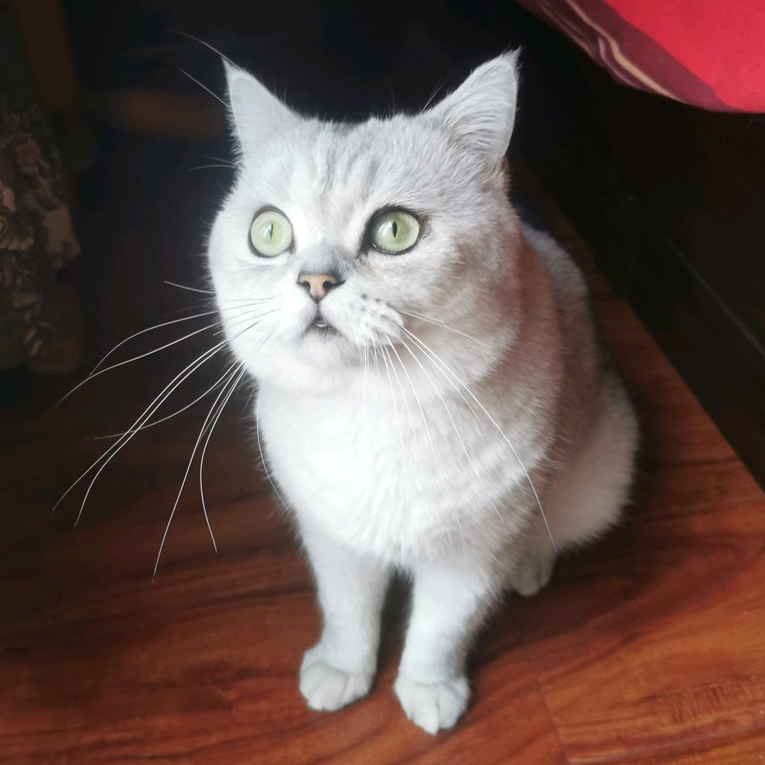 抖歌